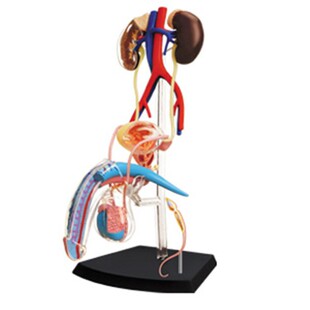 4D MASTER puzzle assembled toy human body 1:2 male reproductive system organ anatomy medical model