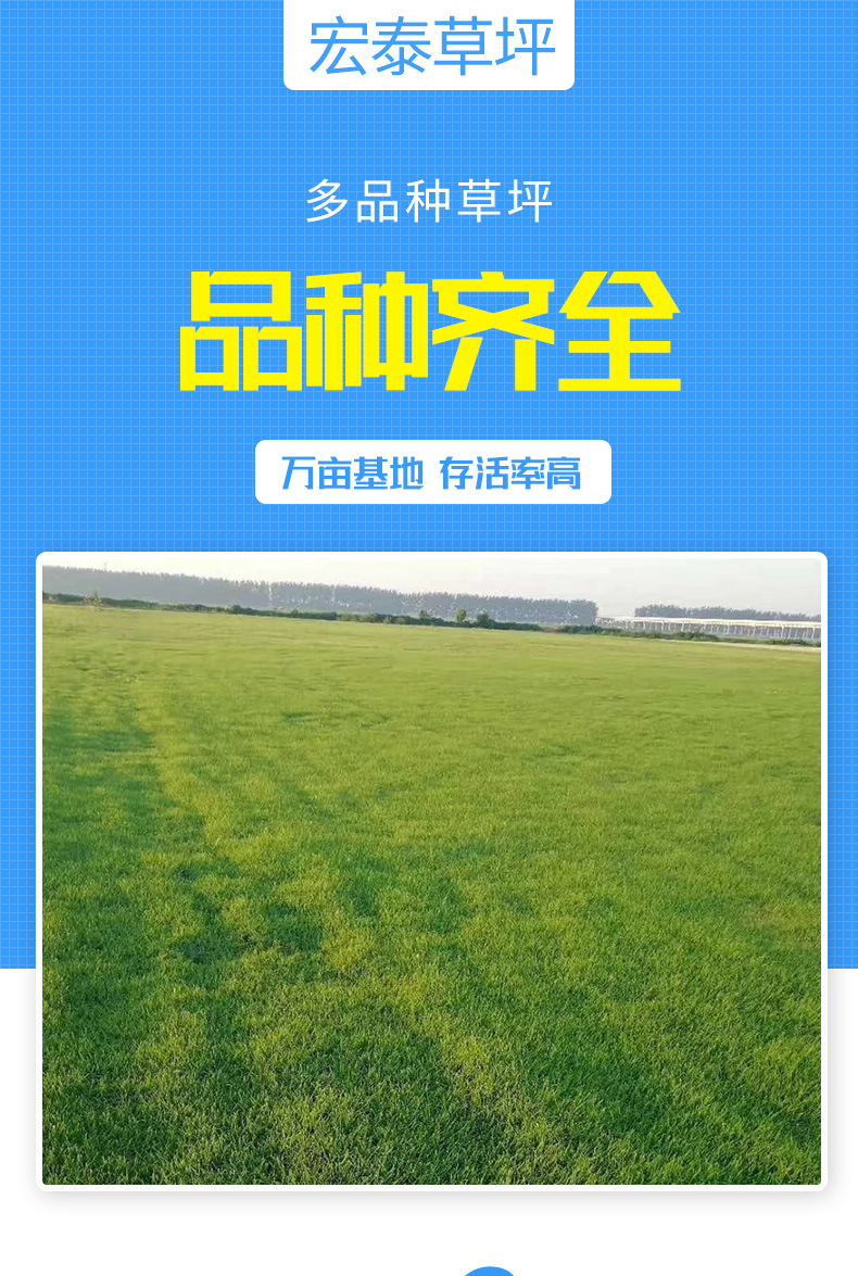 多品种草坪_001