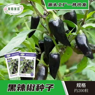 黑辣椒种子美人辣椒紫妃尖椒种子黑紫色彩椒辣椒牛角蔬菜种籽