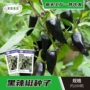 美人黑紫色尖椒彩椒种籽