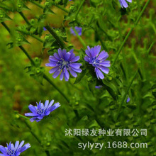 批发多年生 牧草草籽 菊巨裸种子 菊巨 是多年生草本植物 高蛋白