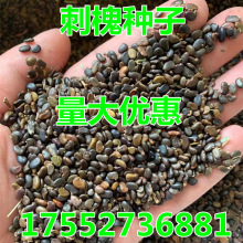 新采刺槐种子 白花刺槐树籽国槐紫穗槐 洋槐黄花槐种子蜜蜂采蜜槐