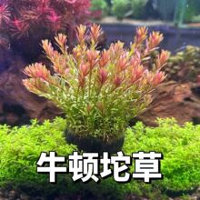 ʮ��ţ�D����ݵ�ˮ�~�ײݸ��쾰���B�׻����o���ˮ������ˮ��