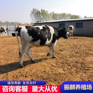 高产奶牛能产几斤奶  养殖场牛肉牛犊 哪里有卖黑白花奶牛
