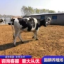 高产黑白花肉牛犊