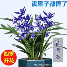 【基地发货】好养活壮苗兰花苗盆栽带花苞建兰墨兰浓香型室内兰花