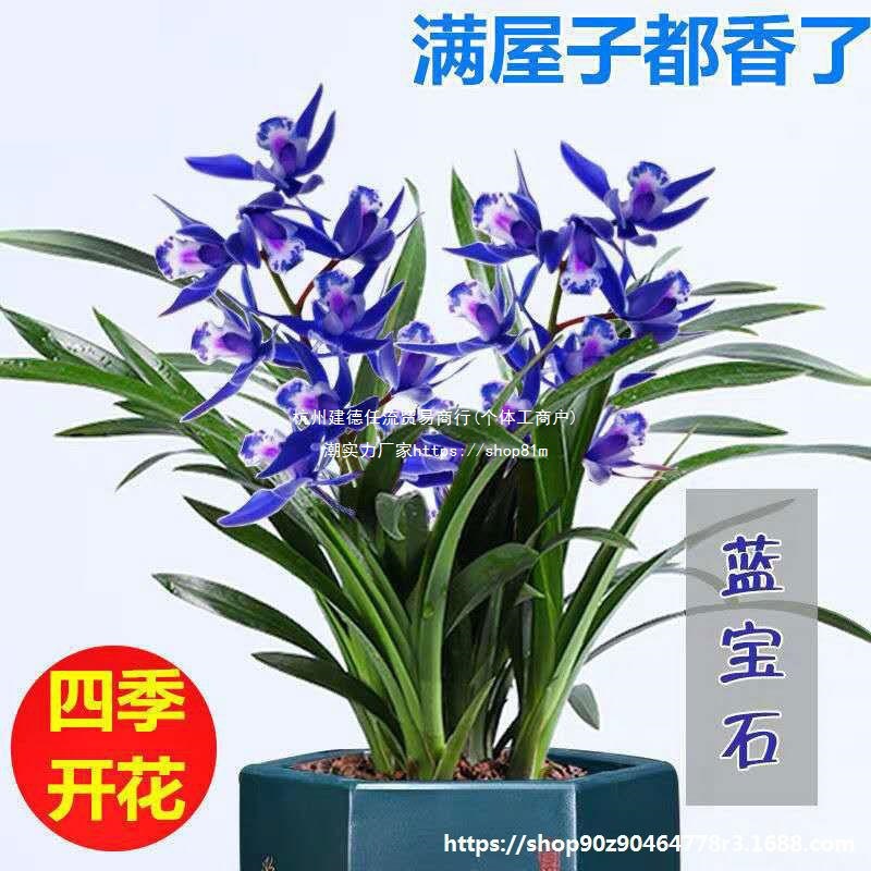 【基地发货】好养活壮苗兰花苗盆栽带花苞建兰墨兰浓香型室内兰花