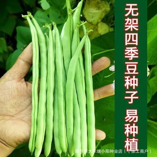 �o���ļ����N�������粻����r���߲˷N�Ѵ�ȫ������Ʒ�N�＾�˷N