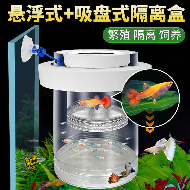 水槽隔離ボックス、グッピー繁殖ボックス、フェニックステールゼブラ雌魚産卵室、小型水槽胎生魚稚魚孵化|undefined