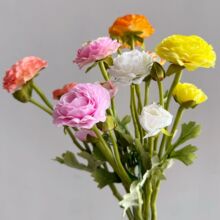 ������ĵ�� �軨 ��ëݢ ¶ɏ ����ĵ���Ӽ��b[����̿羳؛Դ