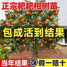 正宗四川春见耙耙柑树苗丑橘杷杷柑种植粑粑柑树苗盆栽橘子树果苗