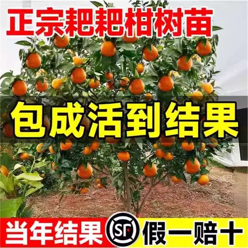 正宗四川春见耙耙柑树苗丑橘杷杷柑种植粑粑柑树苗盆栽橘子树果苗