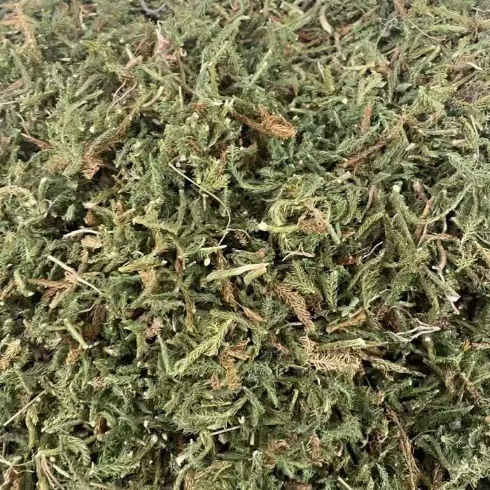 Shen Jin Cao Dried Clubmoss Whole Herb 500g Bulk Sichuan Origin Traditional TCM Ingredient quality and texture