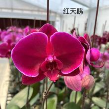 带双花剑蝴蝶兰盆栽兰花大苗带花剑四季开花室内客厅好养易成活