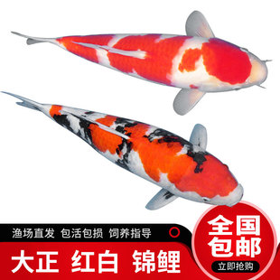 錦鯉活魚觀賞魚大型淡水冷水魚日本大正三色錦鯉魚活體招魚
