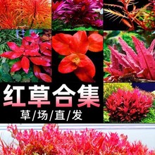 �tɫˮ��ֲ���~��ˮ�����B�쾰��������ԾGֲ�ϼt����Ѫ�t�m͢