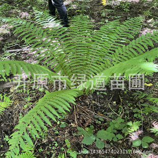 Northern Shade-Tolerant Ground Cover Plant Pod Fern Seedlings Flower Mirror Landscaping Pod Fern Potted Cup Seedling Root Ball