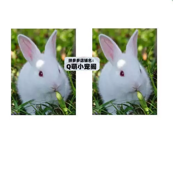 A pair of white rabbits