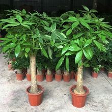 lֲؔ҃͏dkWt辰w¾Ӵ;Gֲ