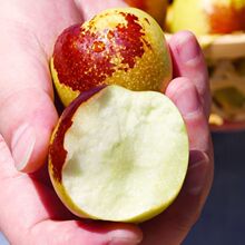 正宗陕西大荔冬枣现摘新鲜水果脆甜冬枣红枣子大枣