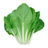 Four Seasons Cabbage Seeds quickly grow for 20 days, harvesting vegetable seeds, early -cliché vegetable seed seed seeds