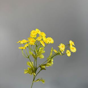 С�r�շ��滨��ʾտ羳���Q��c�b����ՔzӰ���߷��滨��������