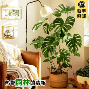 龟背竹客厅大盆栽大叶老桩植物室内大型好养落地大号禄植四季绿植-阿里巴巴