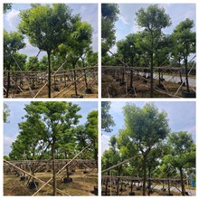 直销10-15厘米香樟树 密叶丛生香樟 全冠香樟树