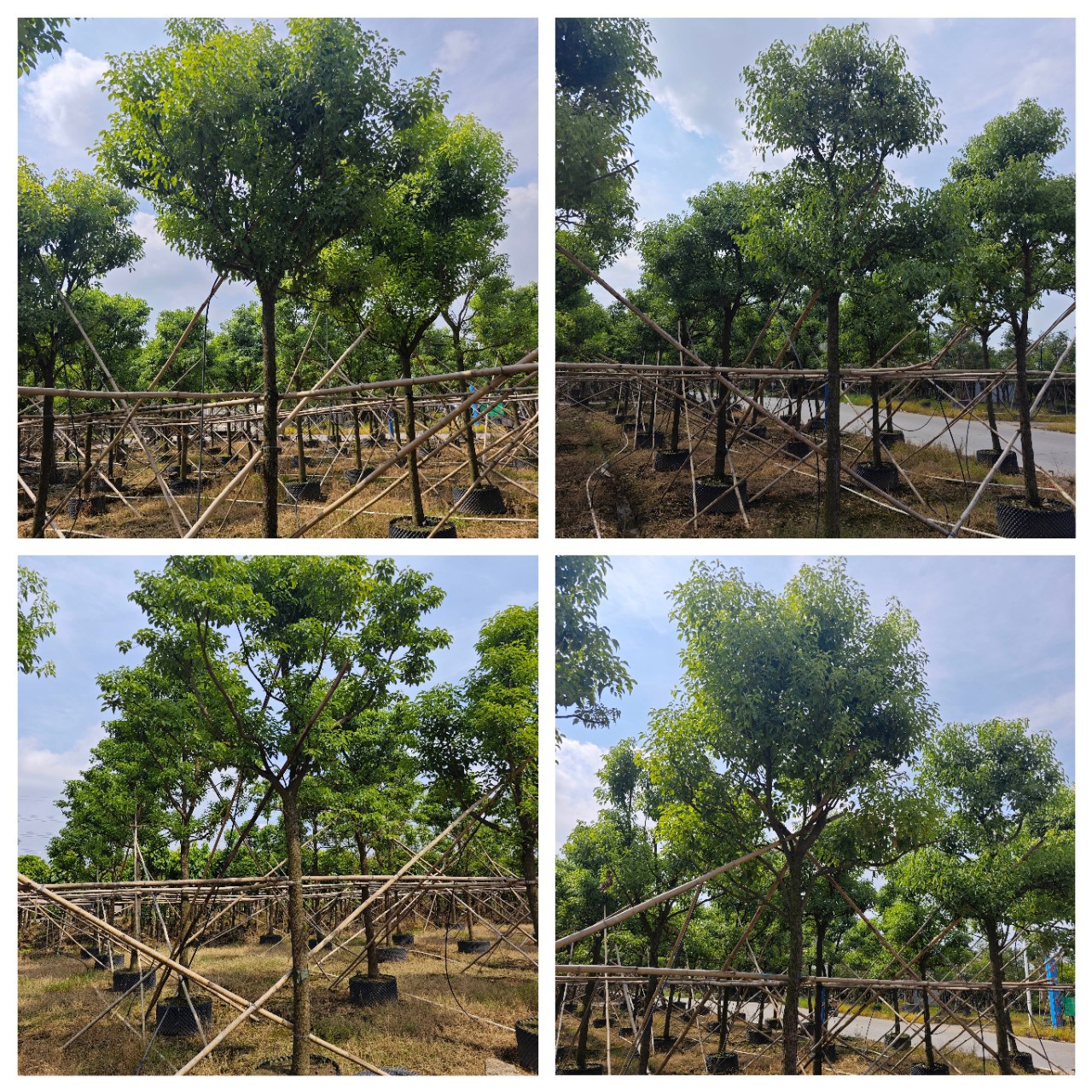 直销10-15厘米香樟树 密叶丛生香樟 全冠香樟树