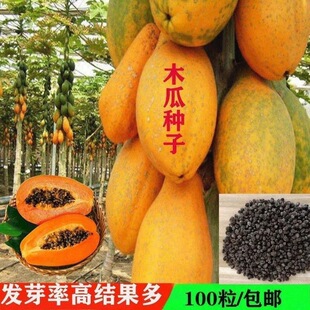 Hainan Rock Sugar Papaya Seeds High-Yield Fruit Seeds Red Imperial Dwarf Bead-Shaped Papaya Seeds Red Heart Milk Papaya Seeds