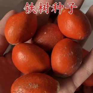 ���l�F��N�� �K�F�N�� �����辰�F������F��N��