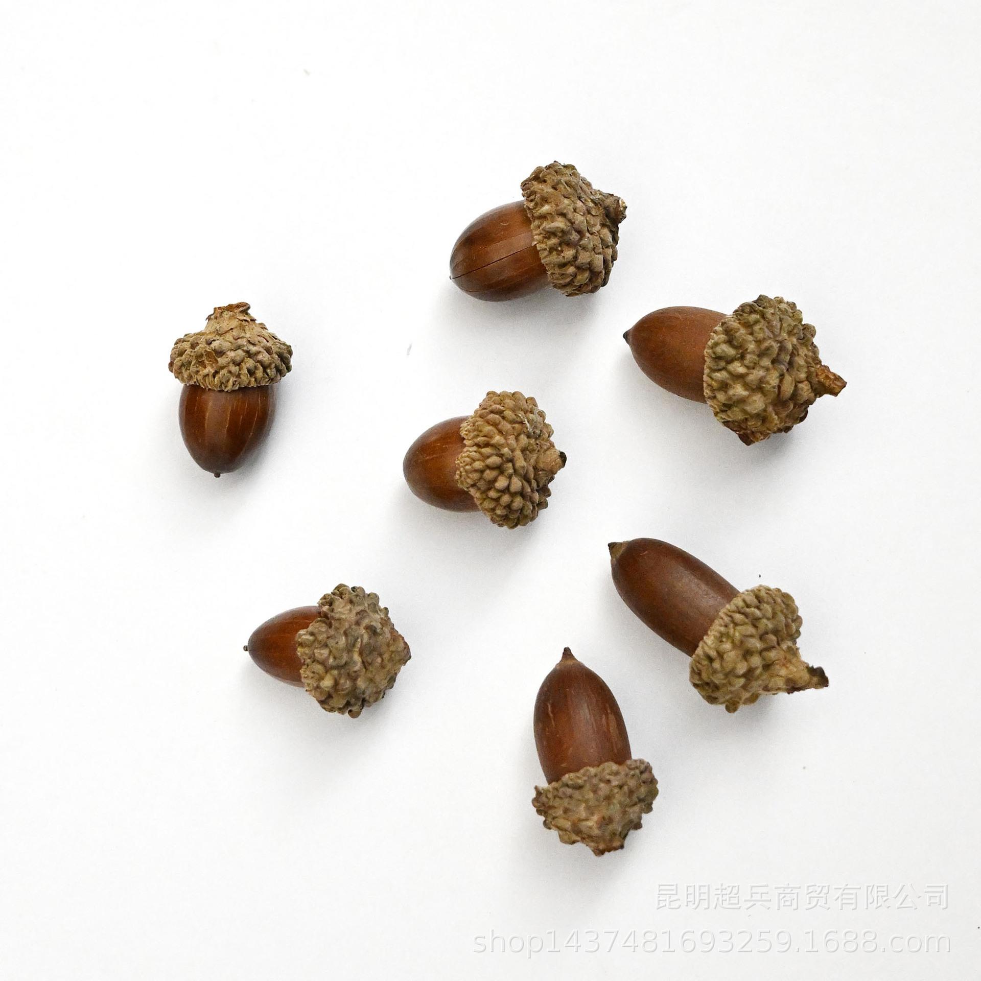 【手粘小橡果】橡果干花榛子果 果实类干花DIY材料带帽橡子