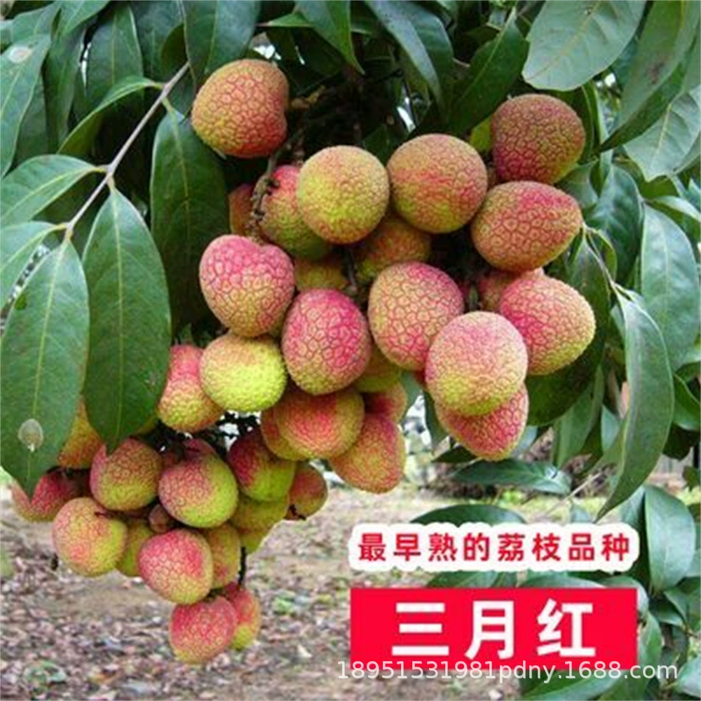 Рассада личи без косточек Сакьяма Плоды Лонган Посадка в горшке Привитые фруктовые саженцы Год цветения и плодоношения Посадка в четыре сезона