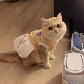 春夏猫咪元气少女裙金渐层背心裙防掉毛宠物可爱幼小猫德文猫