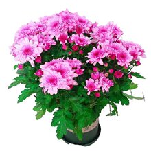 �ջ������ļ����m���_����ͥԺֲ���҃ȾGֲƹ�ҾՎ��������绨��