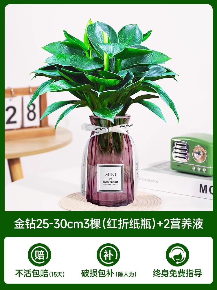 고급 대형 금다이아몬드 3개(빨간색 종이접기 라벨병) + 크리스탈 머드 + 영양액 2개