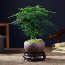 ���������҃�ֲ������՚��k���Һ��B�����辰�ļ���������С�Gֲ