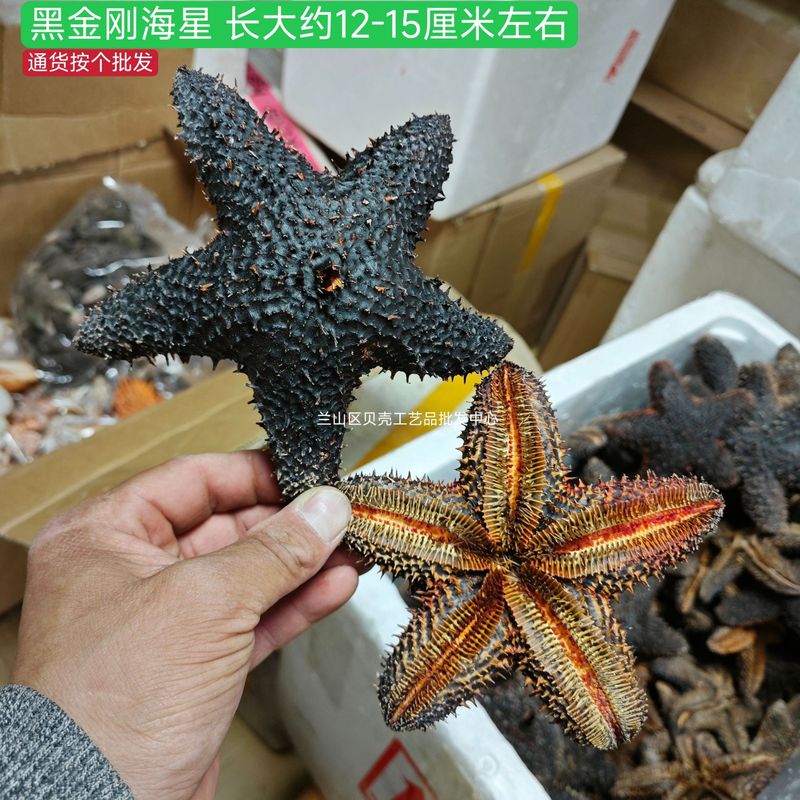 天然ヒトデ各種、人気の天然ヒトデの壁掛け飾り、装飾ステッカー、工芸品、アクセサリー、置物、標本コレクション|undefined