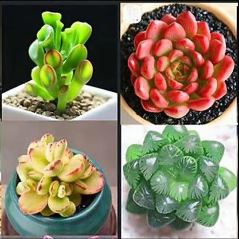 돈을 끌어들이는 나무 루비 백곰 지유루는 화분이 필요합니다. 화분을 포함하여 주문하세요.