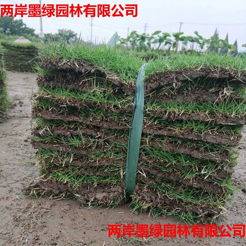 Sijiqing газон для гольфа, зеленение травы Манила, оптовая продажа рассады, газон для гольфа, удобные и долговечные садовые растения