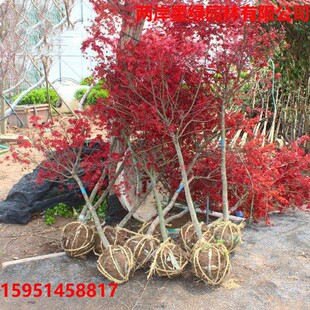 �t������С���Ї��t�t��ͥԺ�e���ԷN�辰�����е��L��ֲ�﹤����