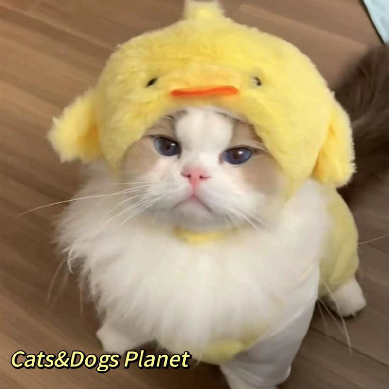 猫咪可爱搞怪变装帽宠物帽子金渐层英短德文狗狗汉堡头套卡通头饰|undefined