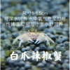 White claw pepper crab 1 male and 1 mother