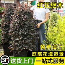 �t���^ľ���绨�RͥԺ�Gֲ���@�G��ֲ���Ϙ���ľ�ͺ��͟�@ˇ�쾰