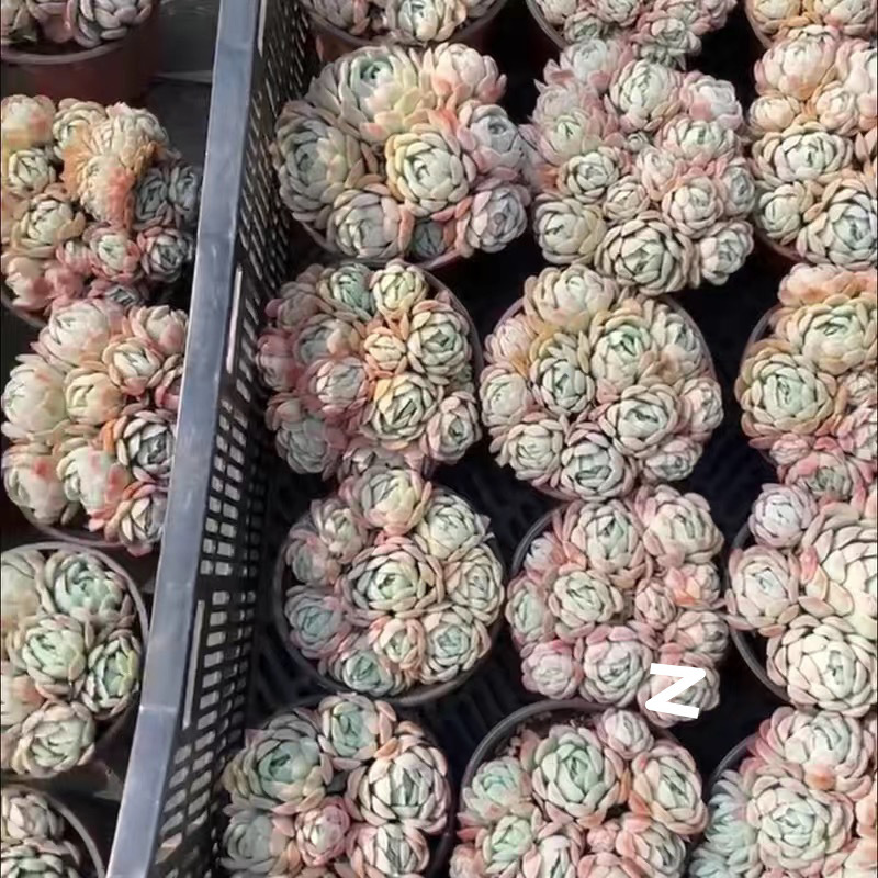 인기 베리는 8개부터 시작됩니다. (화분을 심을 때는 플라스틱 화분이 좋습니다.)