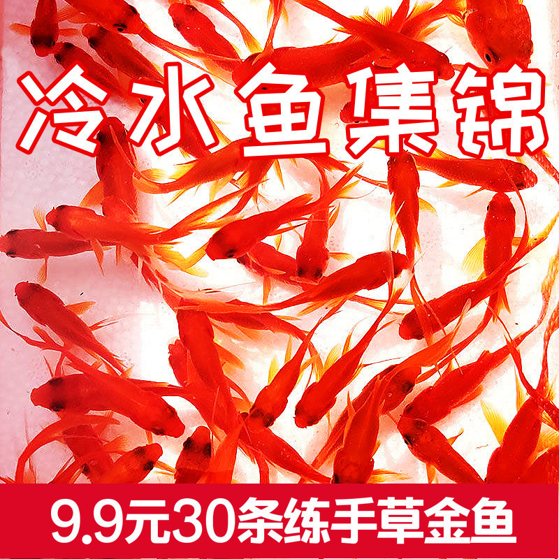 観賞魚金魚の苗は死んではいけません。金魚の小魚は生きています。|undefined