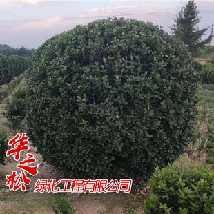 Manufacturer Supplies Large-Leaf Boxwood Balls, Ground Cover Color Block Evergreen Shrubs, Landscape Greening Projects, Large-Leaf Boxwood