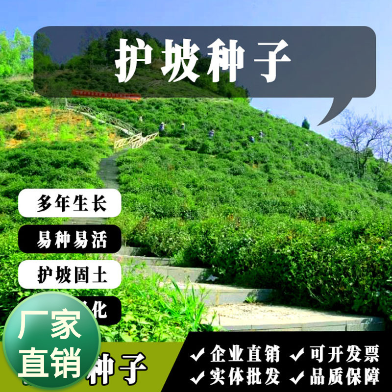 护坡灌木种子紫穗槐刺槐多花木兰胡枝子小冠花葛藤复绿绿化草种籽