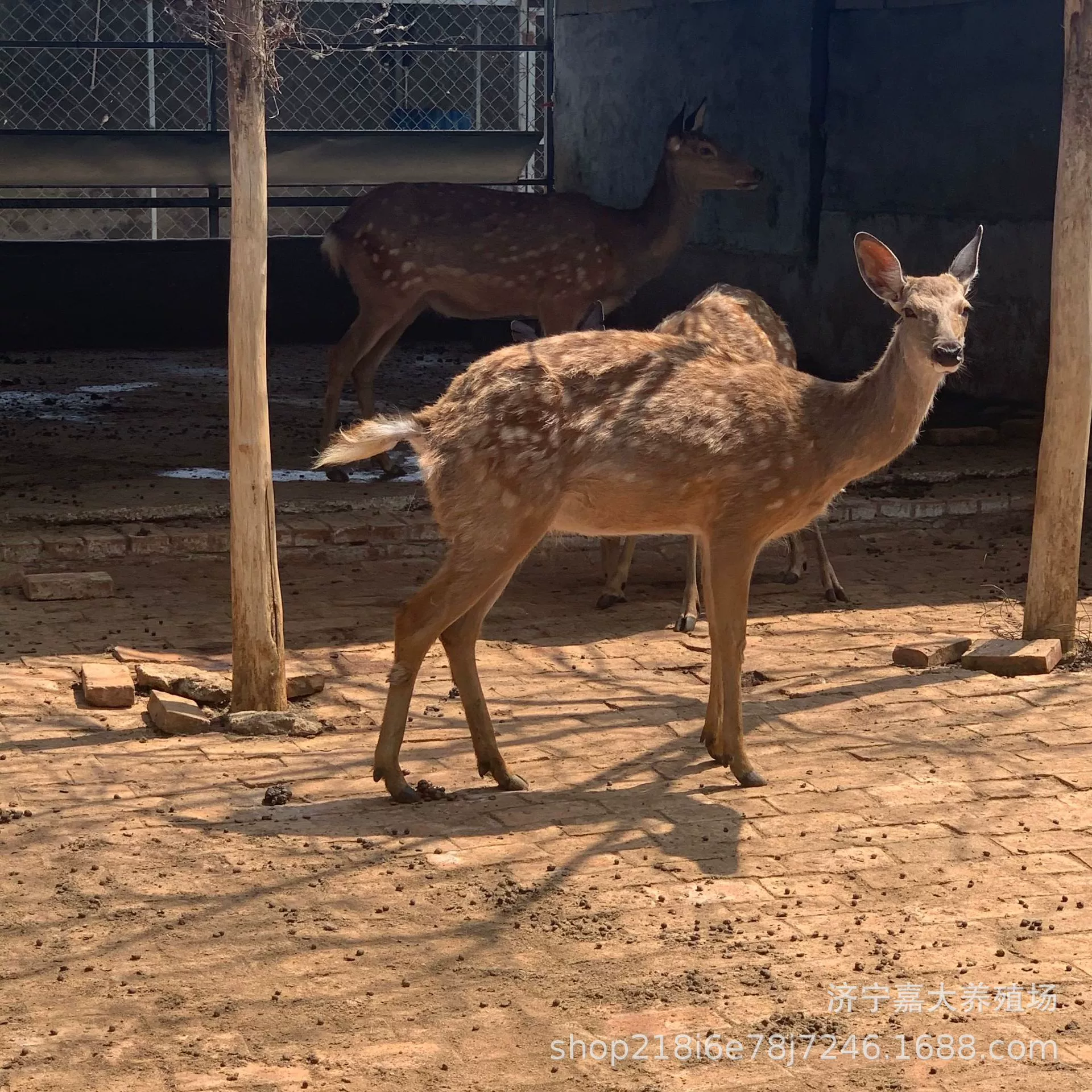 Оленья ферма Sika для продажи живописное место просмотра оленей живых родственников одомашненных оленей белый олень тянуть любопытных оленей