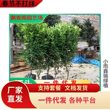 ���Ә�����������Ϸ������Nֲ���Ә���̽۹������޽����Ә���